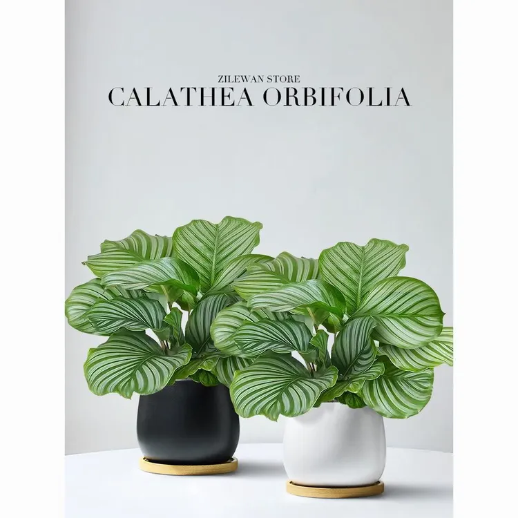 青苹果竹芋盆栽室内吸甲醛净化空气办公桌面观叶植物四季常青好养