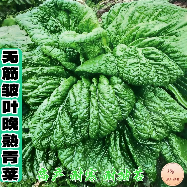 无筋皱叶青菜种子耐寒晚熟酸菜泡菜大叶糯青菜芥菜种籽蔬菜种子孑