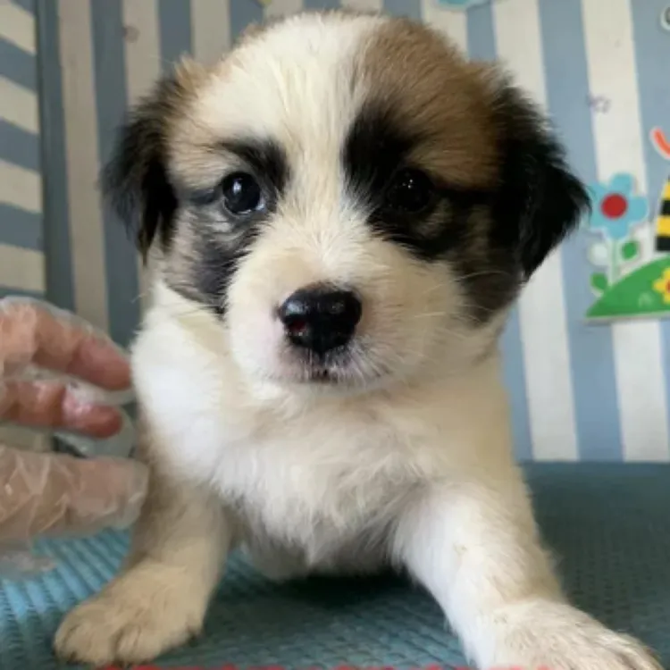 小型犬蝴蝶犬混血田园犬柯基边牧混血蝴蝶犬小型犬家养好