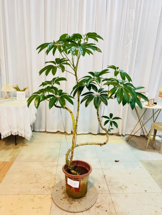 大叶伞保罗老桩绿植室内大型落地式植物客厅办公室盆栽一物一拍