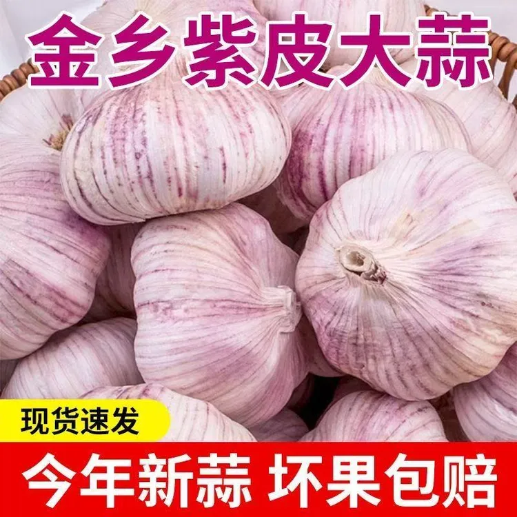 【到手25-30头】金乡紫白皮干大蒜新晒紫白皮干大蒜饱满香辣调味