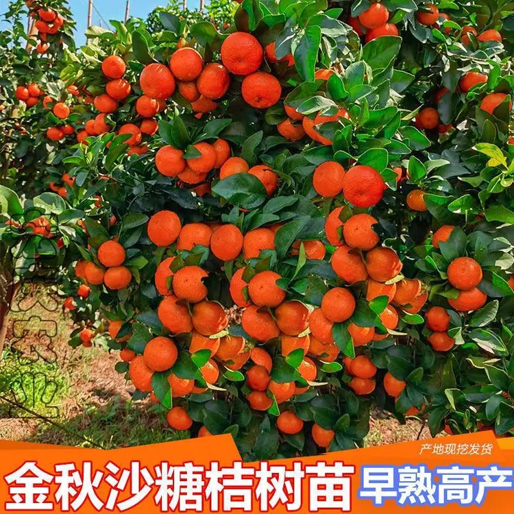 金秋砂糖橘果树苗 无核品种 高产又易种植
