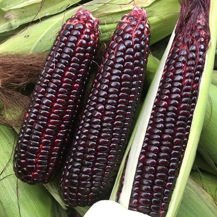 【黑糯玉米】农家肥种植现摘黑糯玉米微甜微糯代餐新鲜玉米棒