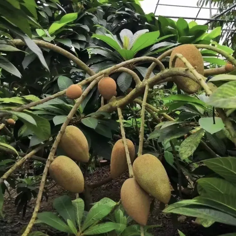 妈咪果种子四季播种阳台盆栽小院易种植夏季开花高产蔬菜水果种子