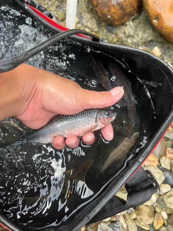 溪石斑红腹石斑淡水观赏鱼