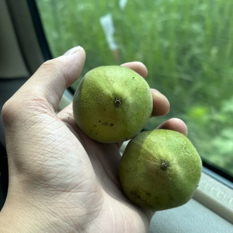 麻核桃把件霸王龙青皮 尺寸可选