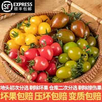 【寿光特色】四色小番茄组合彩色圣女果水果小柿子现摘沙拉西红柿