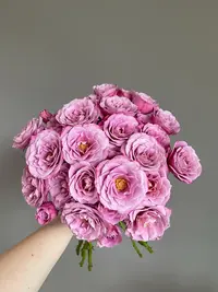 【探花甄选】紫芸多头玫瑰 云南直发 两单顺丰/京东冷链  