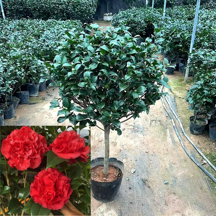 大型克瑞墨山茶花 红色耐寒花卉 秋冬季节带花苞 大牡丹茶花树苗