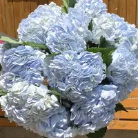 天之蓝绣球花盆栽花卉庭院阳台新手易养护喜水植物