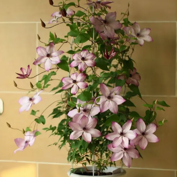F系四季开花铁线莲盆栽花卉耐寒室内阳台庭院种植重瓣花园爬墙花
