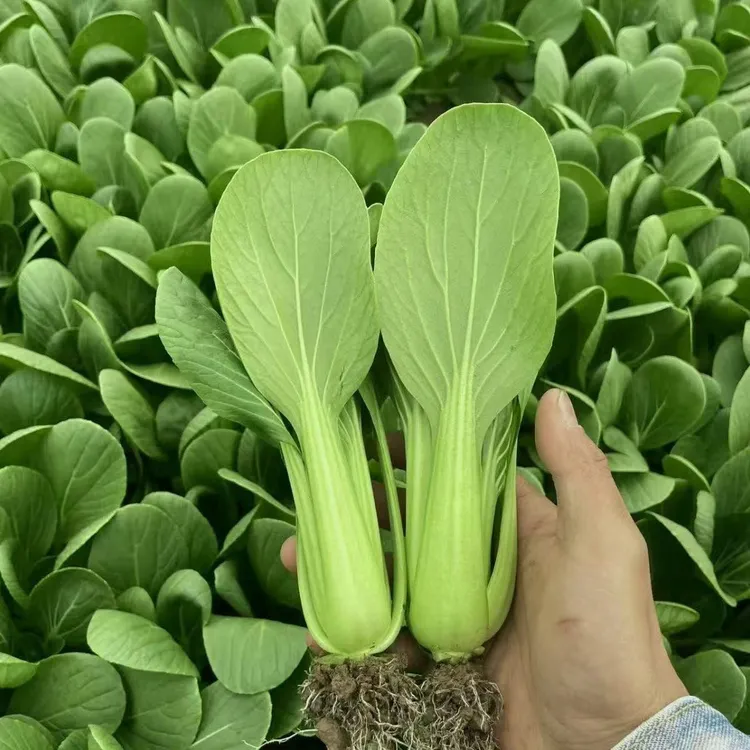 【精品双拼】新鲜现摘上海青小油菜小白菜奶油白菜宝宝辅食轻食健康