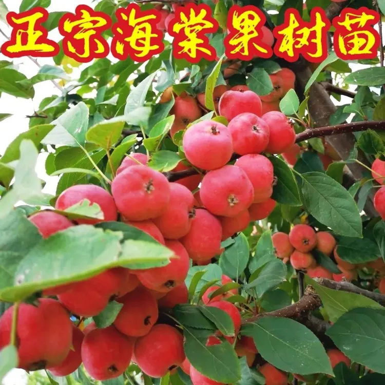 正宗八楞海棠树苗沾木苗嫁接苹果树实生苗南北方种植