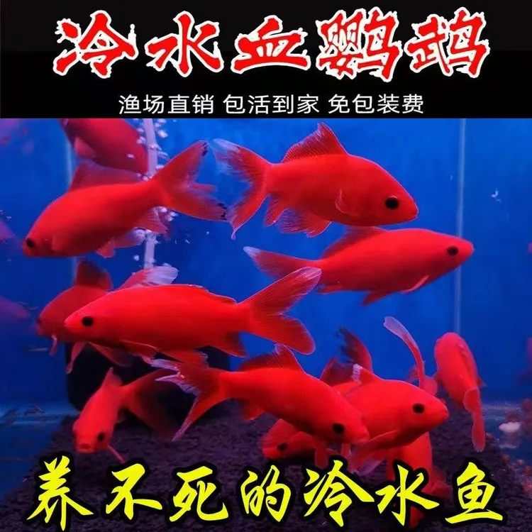 冷水血鹦鹉观赏鱼活鱼好养耐活风水鱼小型淡水葡萄眼黑眼红草金鱼