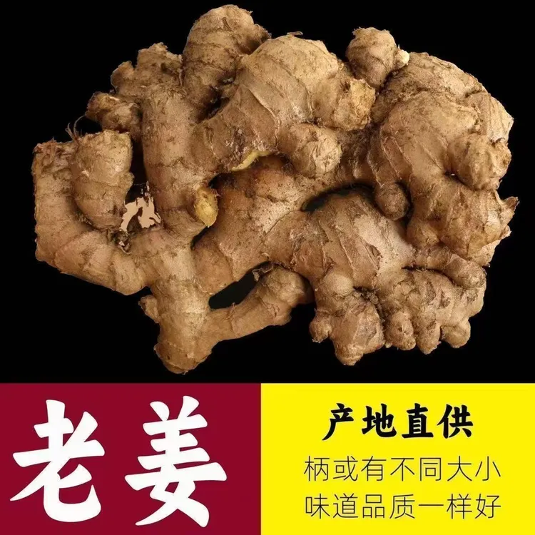正宗山东小黄姜生姜新鲜月子姜现挖自种农家老姜无熏硫不泡药