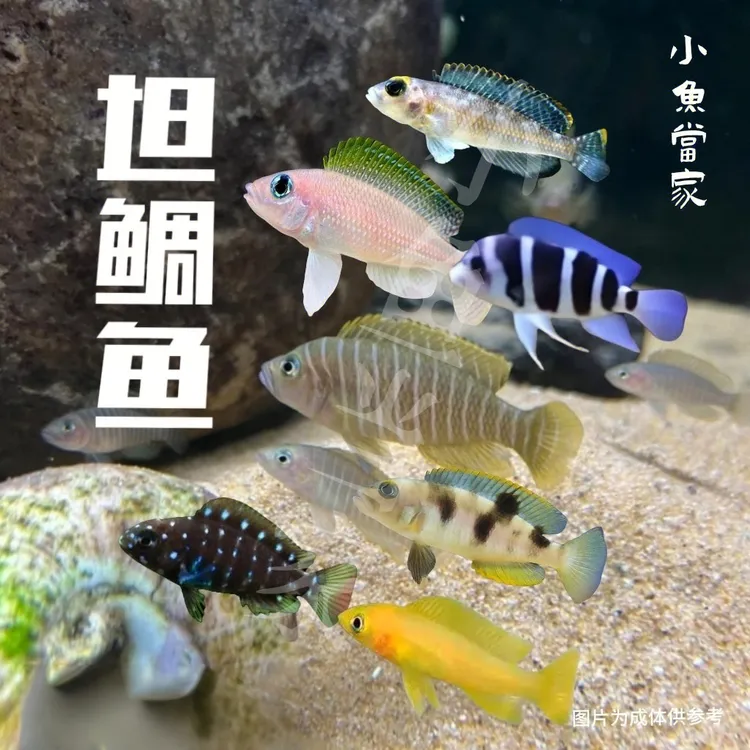 伊巴卡布隆迪六间三湖坦鲷蓝钻贝黄帆一点贝