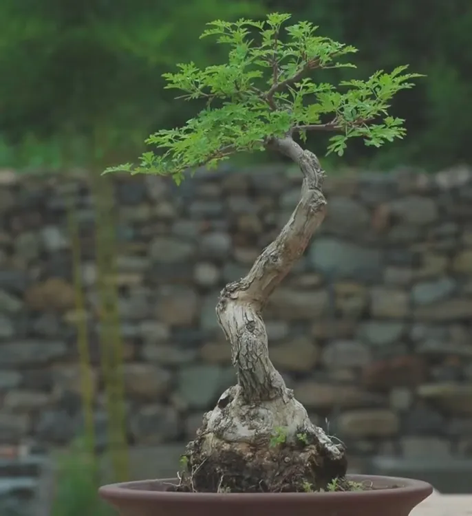 黄荆盆景素材直播间一物一拍发货