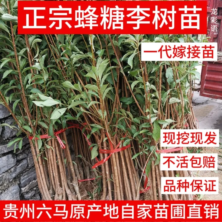 【假一赔十】蜂糖李子树苗正宗贵州六马原产地一代嫁接苗基地直销