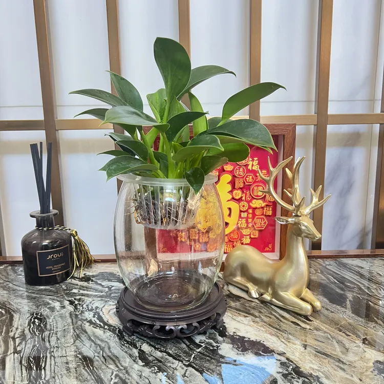 四季常绿金钻绿绒,花盆随机绿植