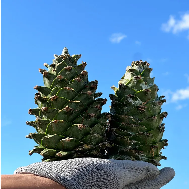 2025年新采摘长白山红松树松塔12-15公分