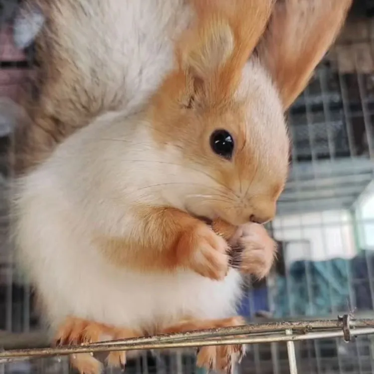 雪地松鼠公母随机温顺可爱宿舍宠物亲人幼崽守宫爬宠