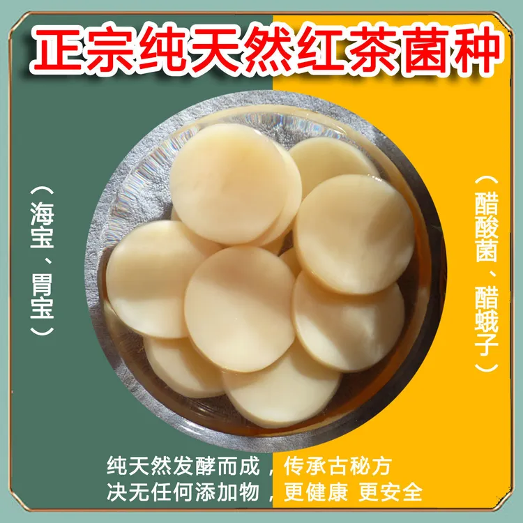 正宗红茶菌传统原瓶老胃宝养胃护胃海宝菌醋蛾子康普茶高品质茶菌