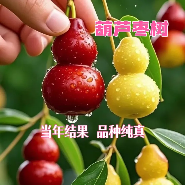 葫芦枣树苗新品种大果脆甜盆栽地栽南方北方种植枣树苗大全果树