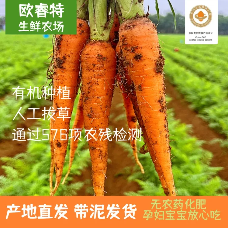 有机种植胡萝卜 产地直发 3斤5斤宝宝辅食榨汁水果萝卜生吃