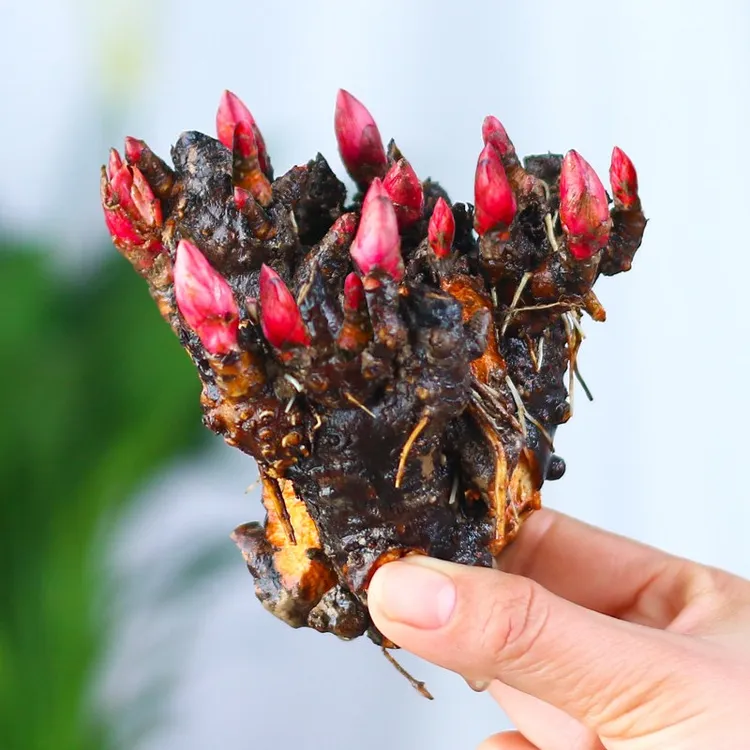 带芽发货重瓣大花芍药花 四季花卉多年生阳台庭院种植耐寒耐热花商品图