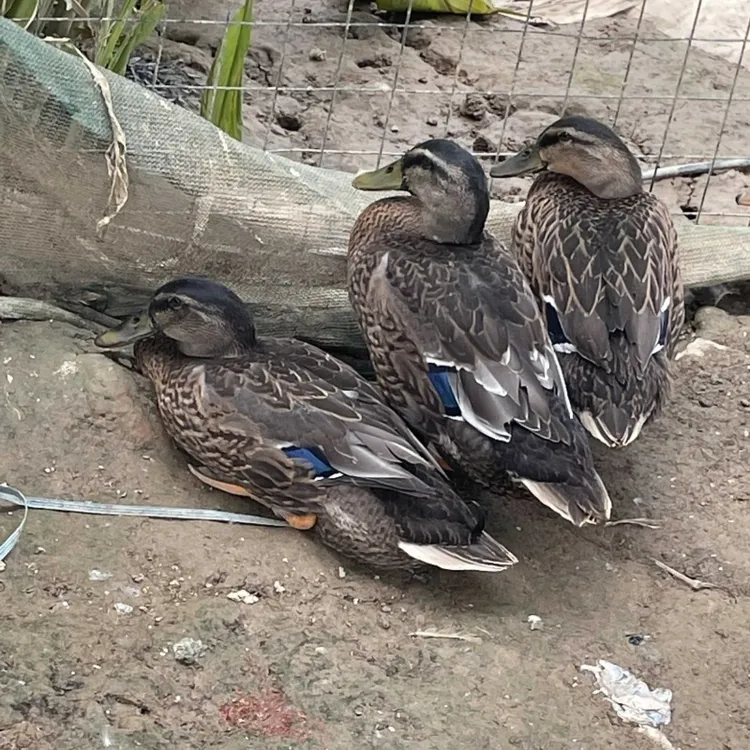 3只母鸭下绿壳蛋