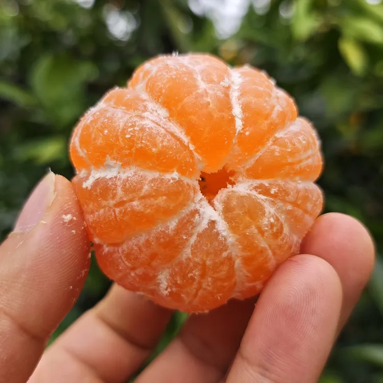 【京东包邮】正宗江西寻乌蜜桔皮薄无籽蜜橘赣南桔子青皮橘子新鲜