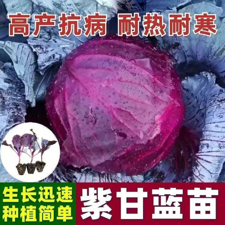 紫甘蓝蔬菜种苗紫包菜紫卷心菜沙拉菜绿包菜甘蓝花菜四季菜苗包活