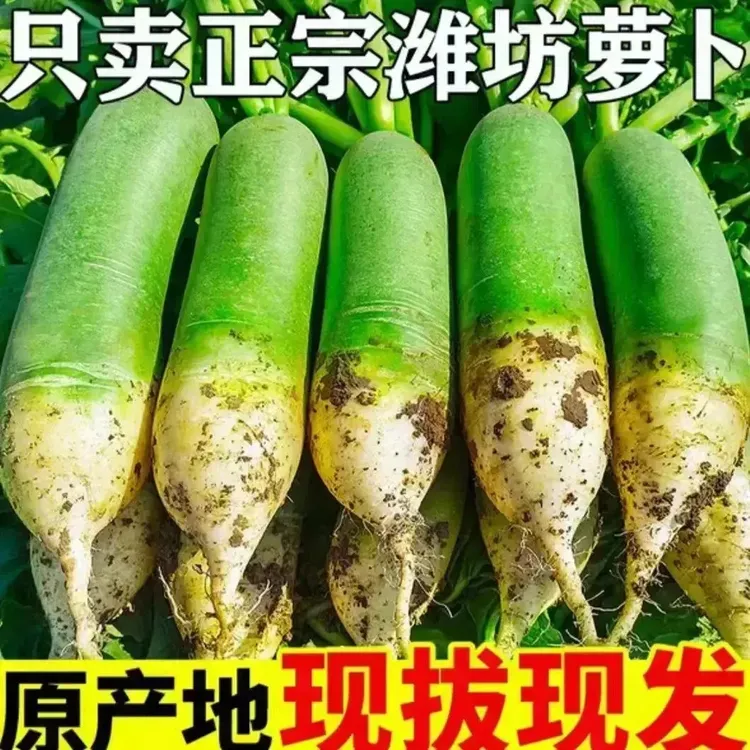  【正宗潍坊水果萝卜】山东沙窝萝卜生吃脆甜微辣现拔发清脆商品图