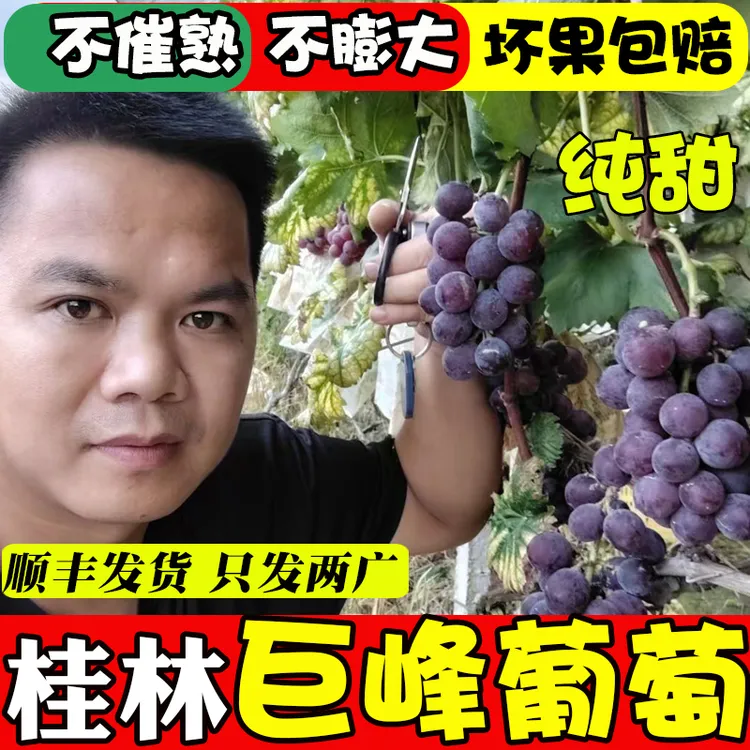 桂林兴安大溶江葡萄自然果，不膨大，自然熟