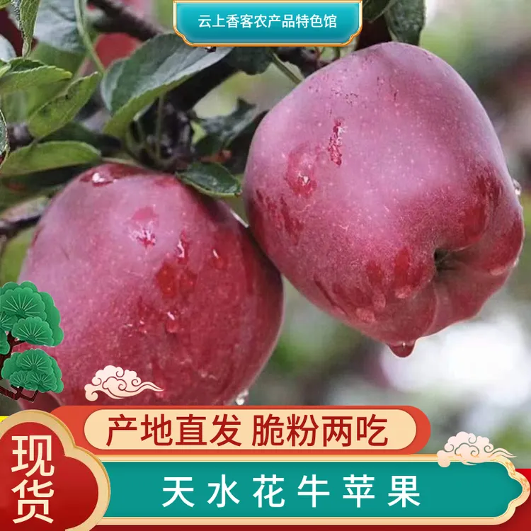 正宗天水花牛苹果新鲜应季水果脆粉两吃