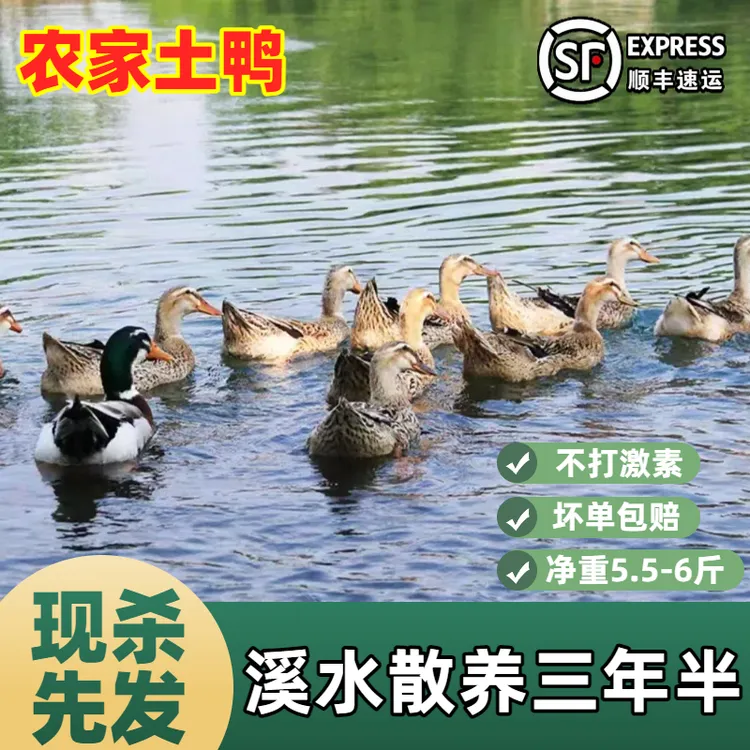 【4年老鸭】正宗农家散养老鸭子土鸭水鸭麻鸭新鲜整只顺丰冷链包邮