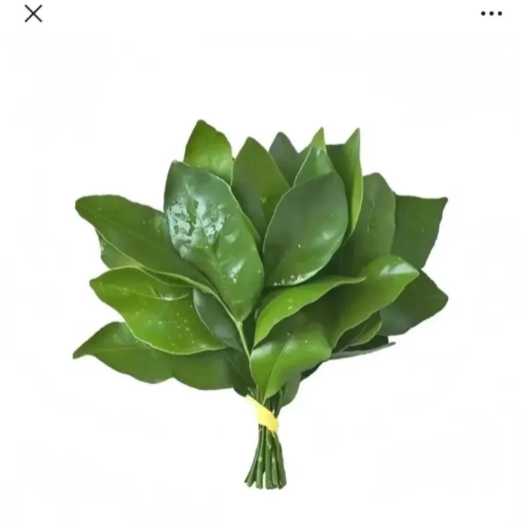 赵露思同款柚子叶