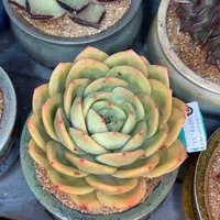 多肉一物一拍0219-33