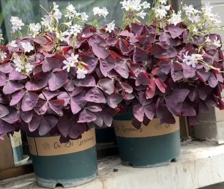 紫叶酢浆草紫蝴蝶四季花卉庭院阳台盆栽地栽种植幸运草多年生花镜