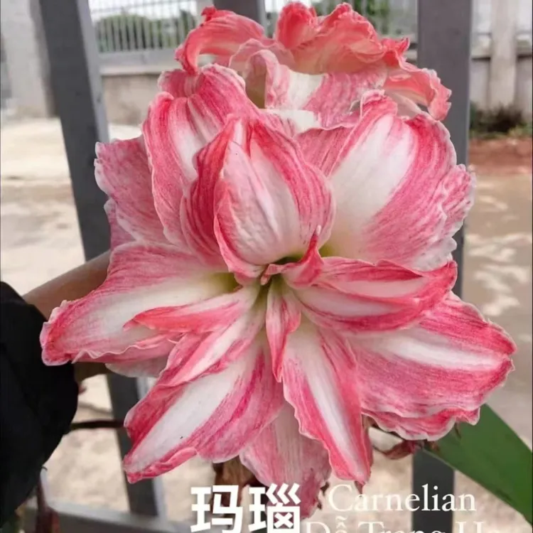 【玛瑙】【不朽的爱】【第九章】【粉重楼】【樱桃小丸子】