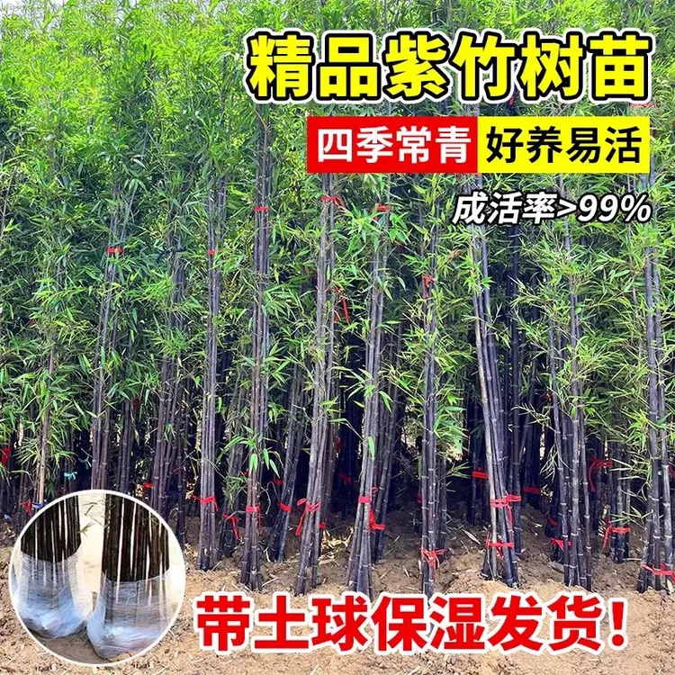 顺丰低价现挖耐寒紫竹苗庭院室内室外四季种植罗汉竹盆栽矮化绿植