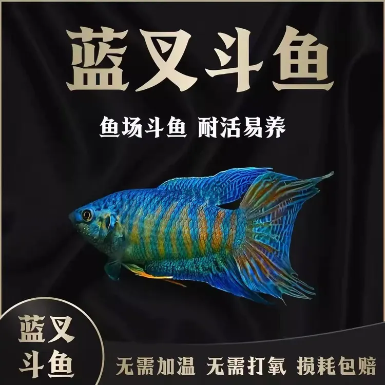 中国斗鱼改良蓝叉好养耐活国斗冷水小型观赏鱼可混养懒人鱼免打氧