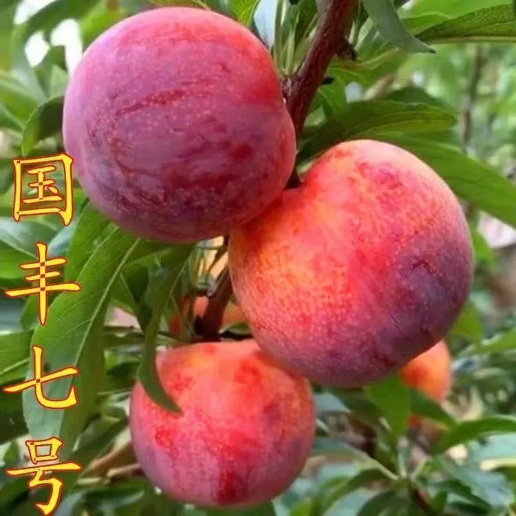 【国峰七号李子树苗】晚熟品种嫁接苗南方北方种植国丰7号新品种商品图