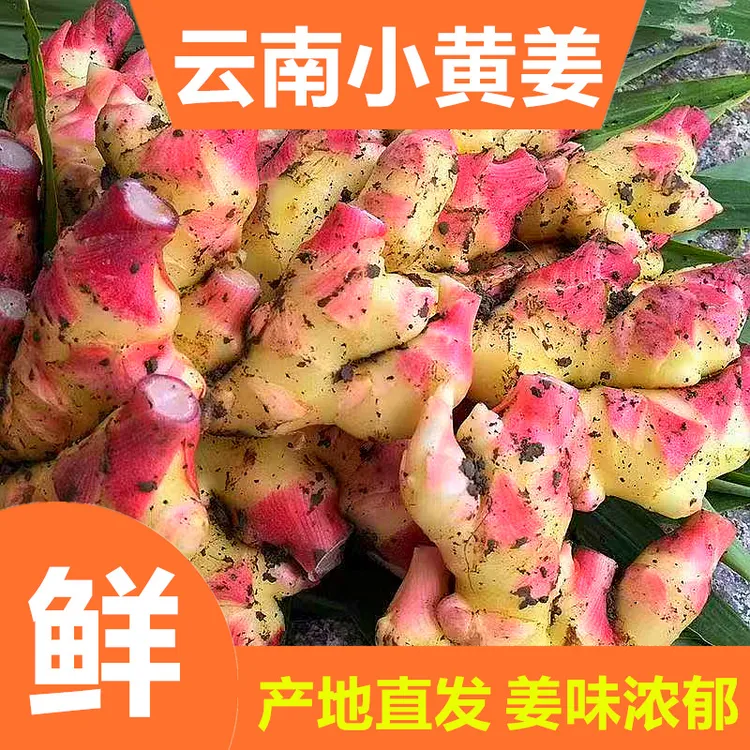 云南高山小黄姜产地直发新鲜现挖辛辣十足姜味浓郁适合泡姜纸箱