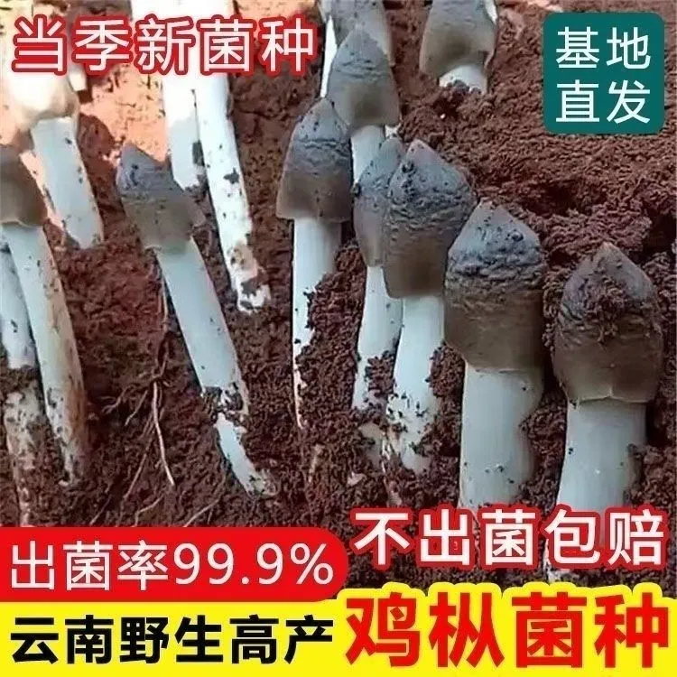 云南鸡枞菌菌种居家四季种植三塔菌种家种鸡腿菇食用菌种