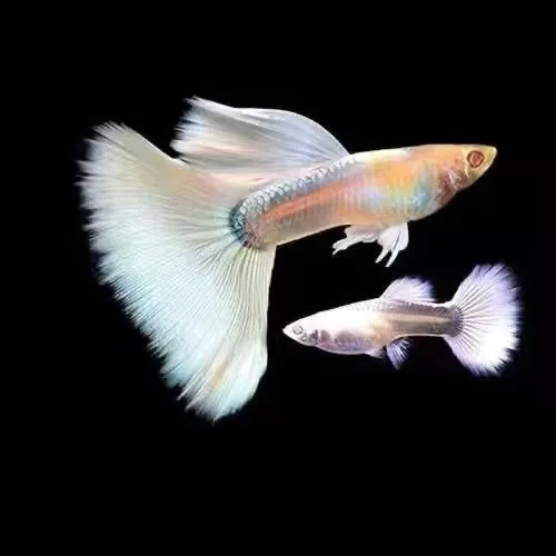 白金礼服孔雀鱼2.5-3cm（入缸不包隔天不包开箱视频售后）