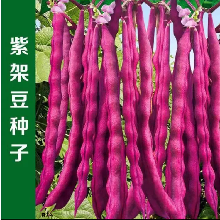 【九粒红豆角种球】耐热红豆角种球红芸豆种球耐寒豆角育苗商品图