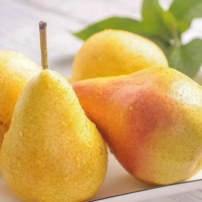 香蕉梨甘肃新鲜现摘软糯多汁香甜软梨当季水果薄皮