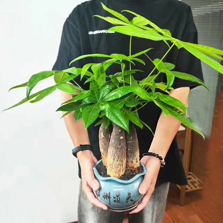 开店发财树室内懒人盆栽