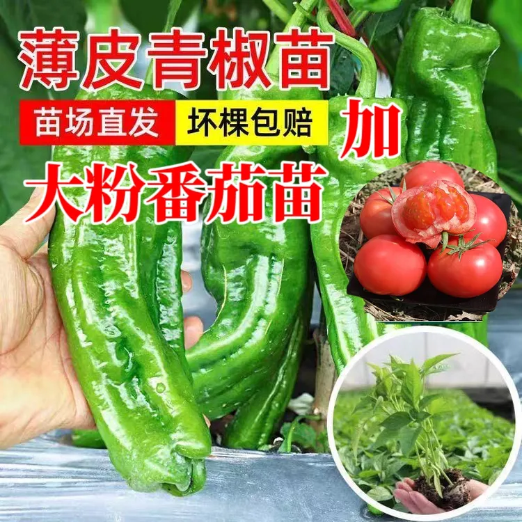 薄皮椒辣椒苗带土穴盘苗青皮辣椒椒苗虎皮青椒秧苗不微辣薄皮辣椒